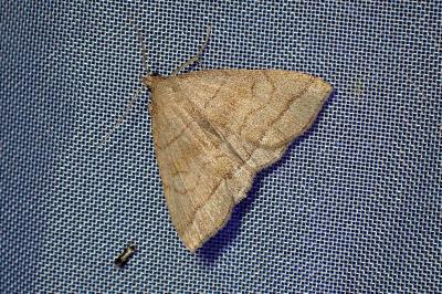 <i>Herminia tarsipennalis</i>