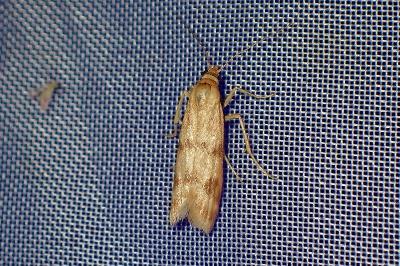 <i>Homoeosoma sinuella</i>