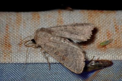 <i>Hoplodrina ambigua</i>