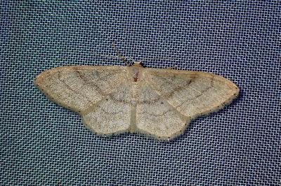 <i>Idaea deversaria</i>