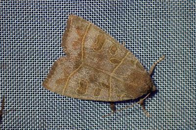 <i>Ipimorpha subtusa</i>