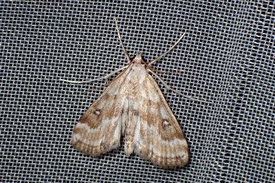 <i>Parapoynx stratiotata</i>