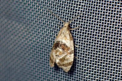 <i>Phalonidia</i>