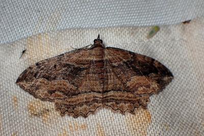 <i>Philereme transversata</i>