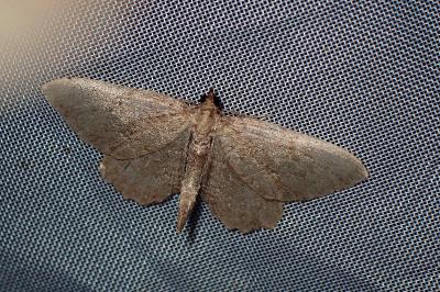 <i>Philereme vetulata</i>