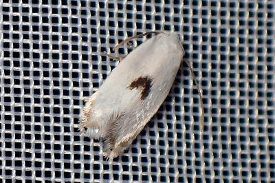 <i>Pseudopostega auritella</i>