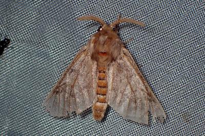 <i>Thaumetopoea</i>