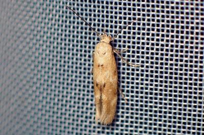 <i>Mompha epilobiella</i>