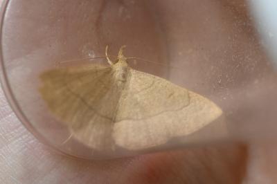 <i>Paracolax tristalis</i>