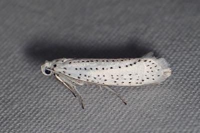 <i>Yponomeuta evonymella</i>
