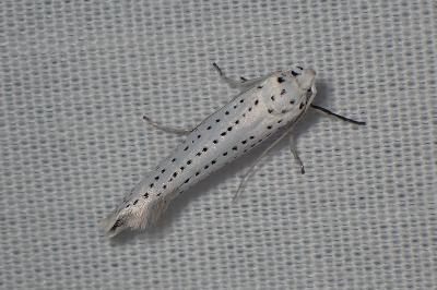 <i>Yponomeuta evonymella</i>