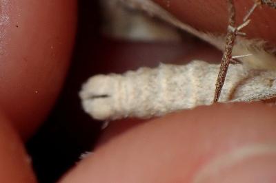 <i>Aplocera efformata</i>