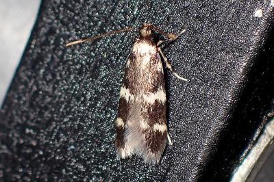 <i>Oegoconia</i>