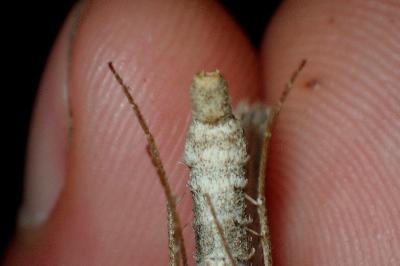 <i>Aplocera plagiata</i>
