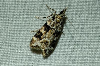 <i>Eudonia delunella</i>