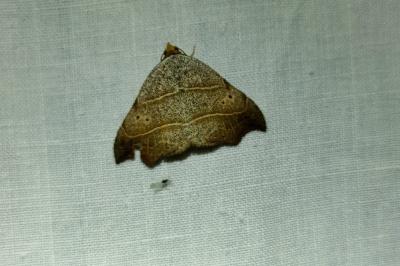 <i>Laspeyria flexula</i>
