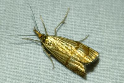 <i>Chrysocrambus linetella</i>