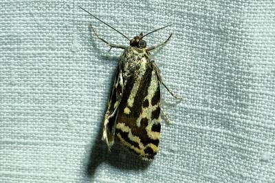 <i>Emmelia trabealis</i>