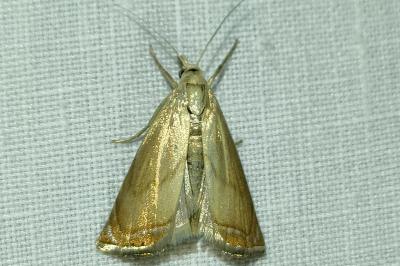 <i>Chrysoteuchia culmella</i>