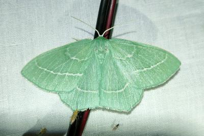 <i>Hemistola chrysoprasaria</i>