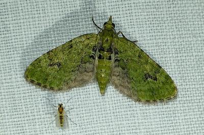 <i>Chloroclystis v-ata</i>