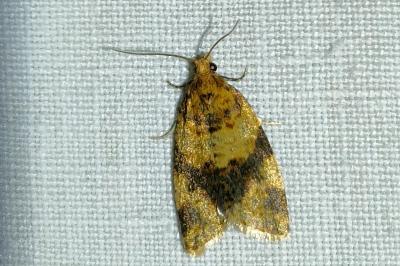 <i>Epagoge grotiana</i>