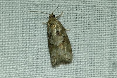 <i>Cnephasia</i>