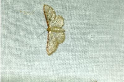 <i>Idaea humiliata</i>