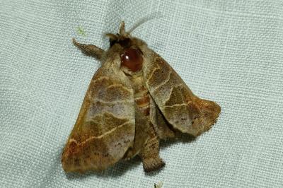 <i>Clostera pigra</i>