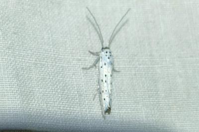 <i>Yponomeuta</i>