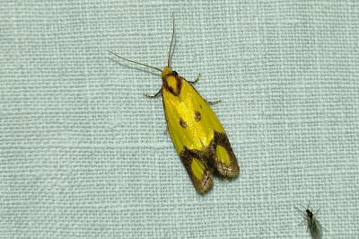 <i>Agapeta zoegana</i>