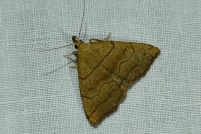 <i>Herminia tarsicrinalis</i>