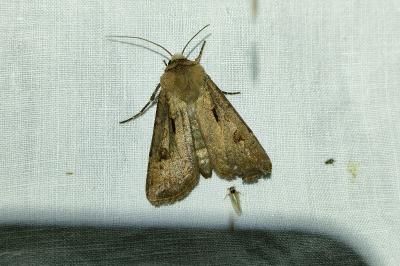 <i>Agrotis exclamationis</i>