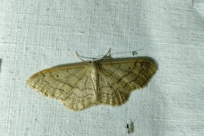 <i>Idaea aversata</i>