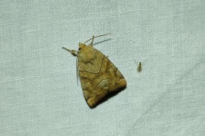 <i>Cosmia trapezina</i>