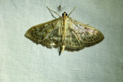 <i>Patania ruralis</i>