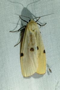 <i>Lithosia quadra</i>