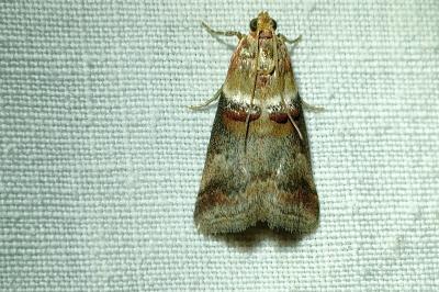 <i>Acrobasis tumidana</i>