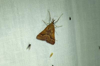 <i>Synaphe punctalis</i>