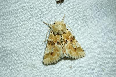 <i>Eremobia ochroleuca</i>