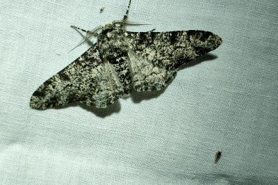 <i>Biston betularia</i>