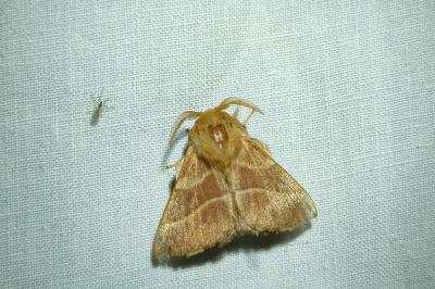 <i>Malacosoma neustria</i>
