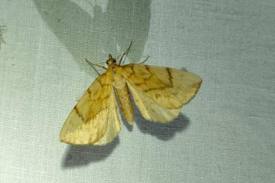 <i>Gandaritis pyraliata</i>