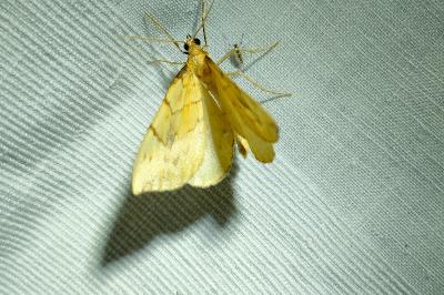 <i>Gandaritis pyraliata</i>