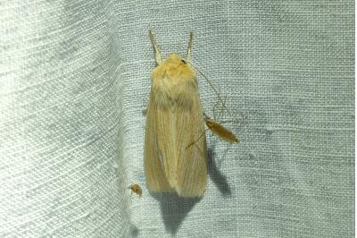 <i>Mythimna pallens</i>