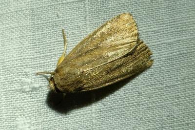 <i>Proxenus hospes</i>