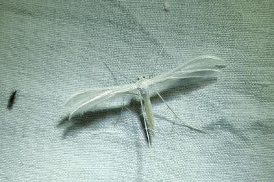 <i>Pterophorus pentadactylus</i>
