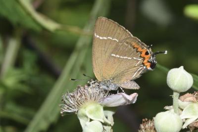<i>Satyrium w-album</i>