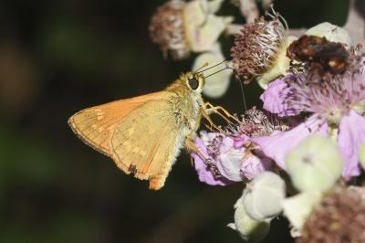Ochlodes sylvanus