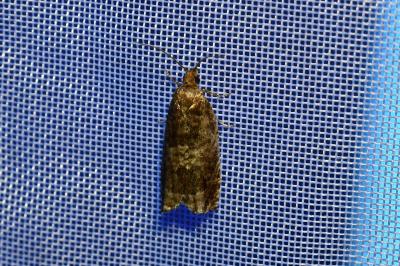<i>Ancylis achatana</i>